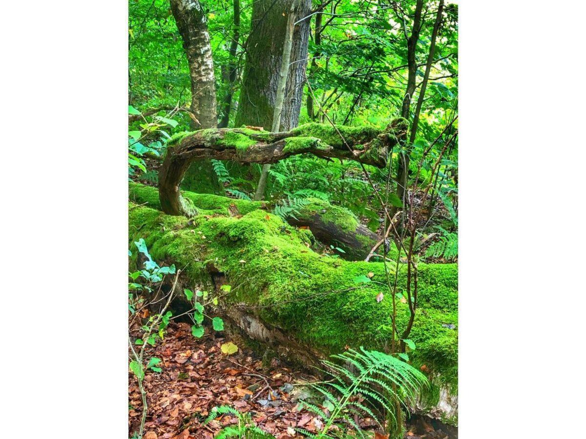 Ravensberg Lägenhet Bad Sachsa Exteriör bild